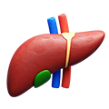 liver
